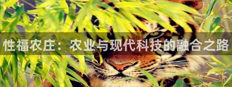 天辰娱乐服务
