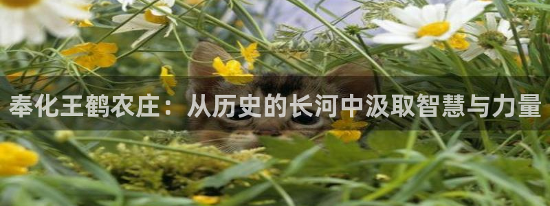 天辰娱乐游戏平台怎么样